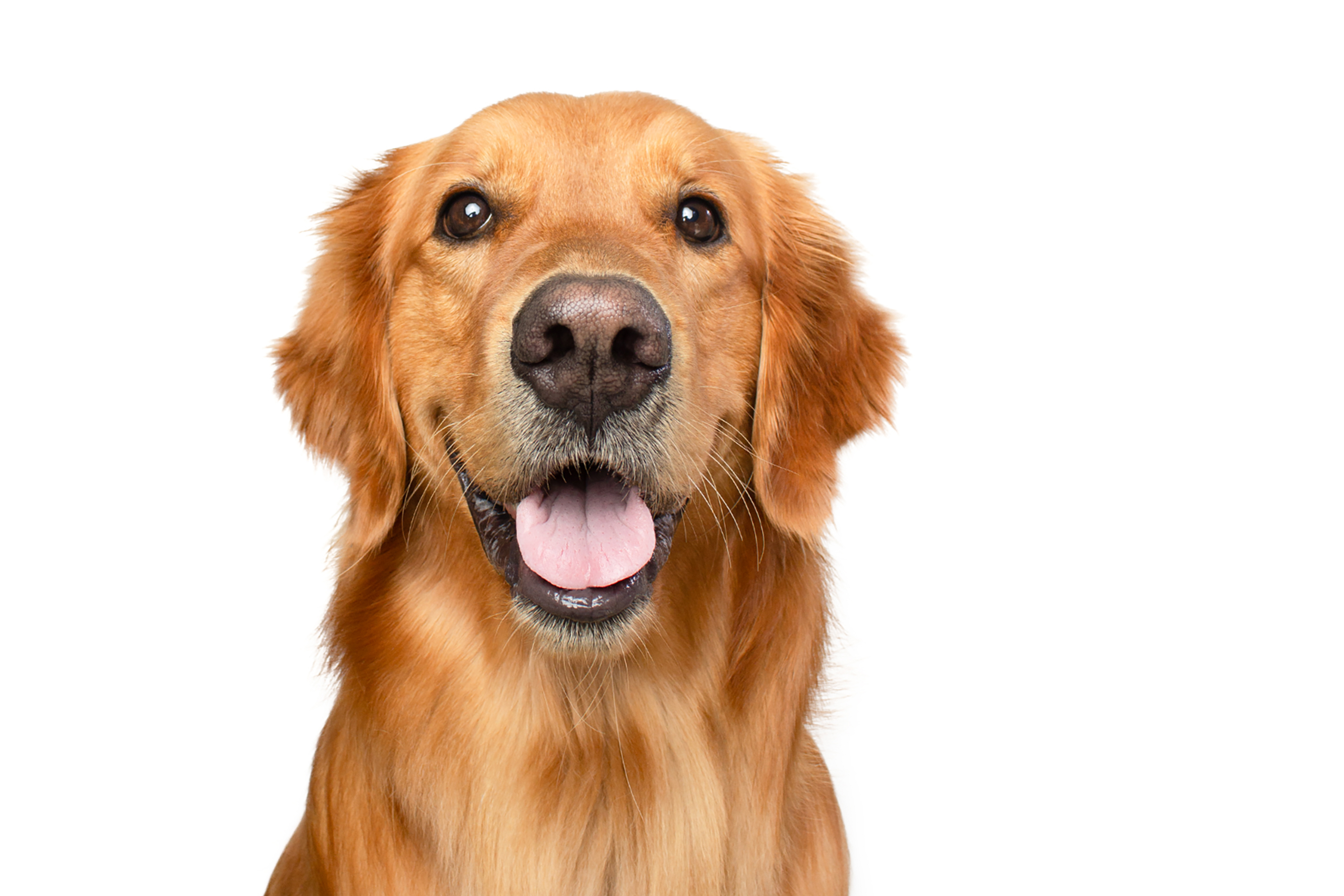 A golden retriever with a glossy, healthy coat