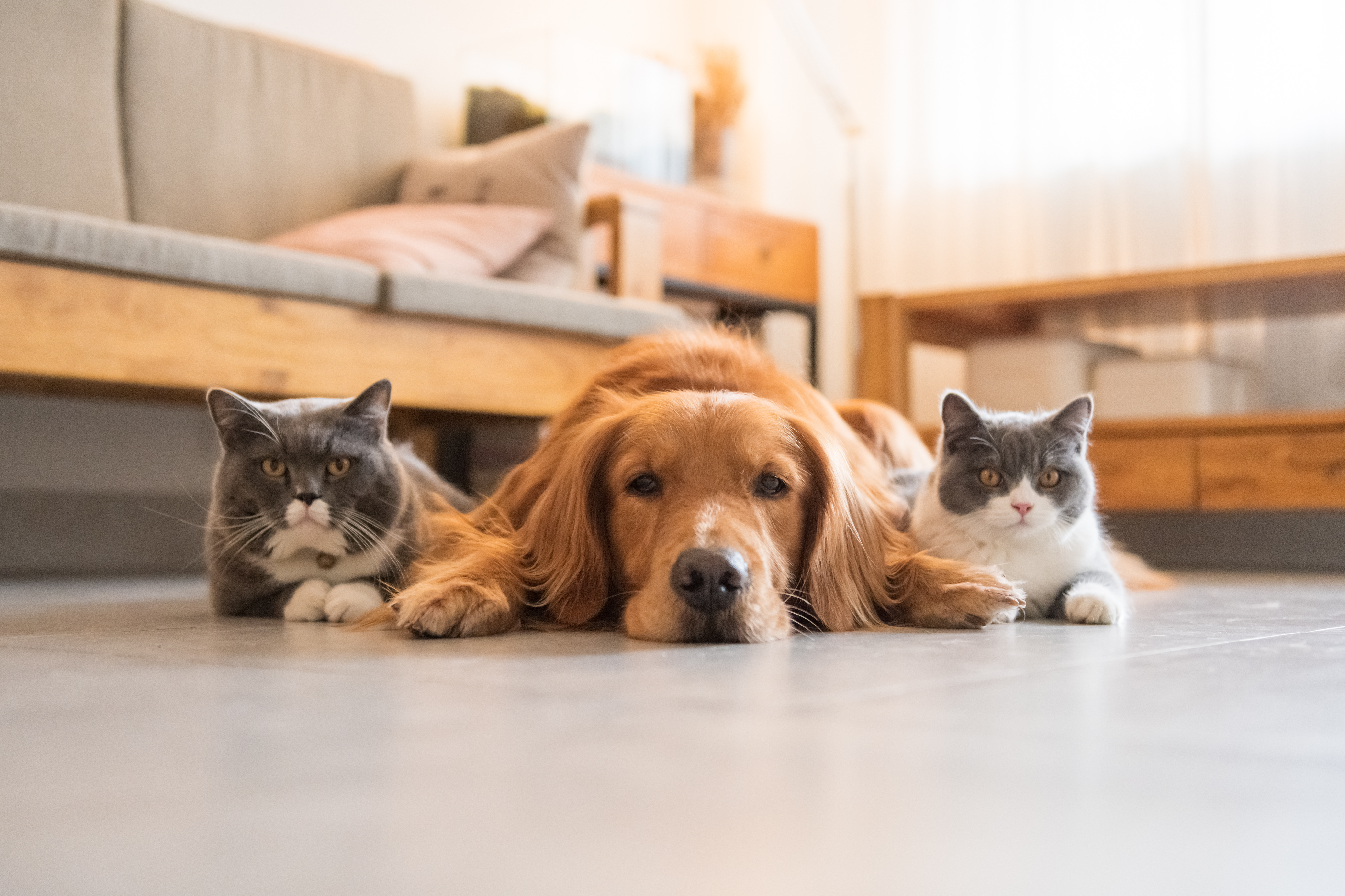 A golden retriever and two cats lying together in a sunlit living room
